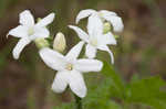 Texas bullnettle